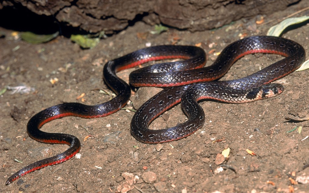 Striped Coral Snake